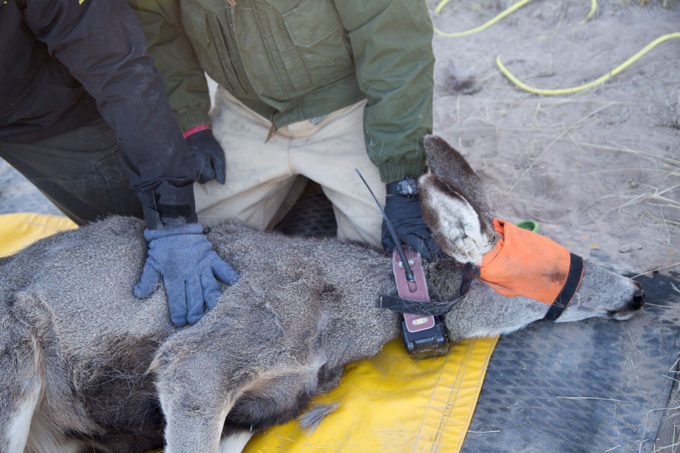 Deer Collaring Study